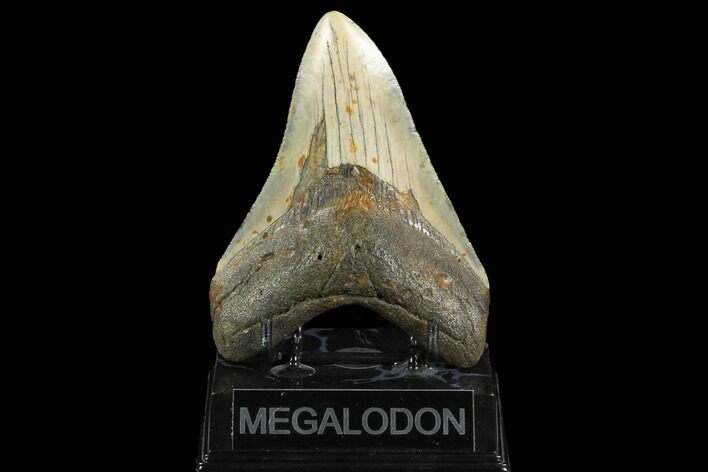 Fossil Megalodon Tooth - North Carolina #124352